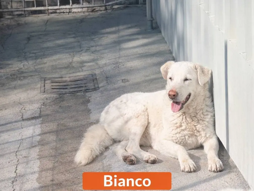 Adotta un cane, taglia media, maschio, Avellino
