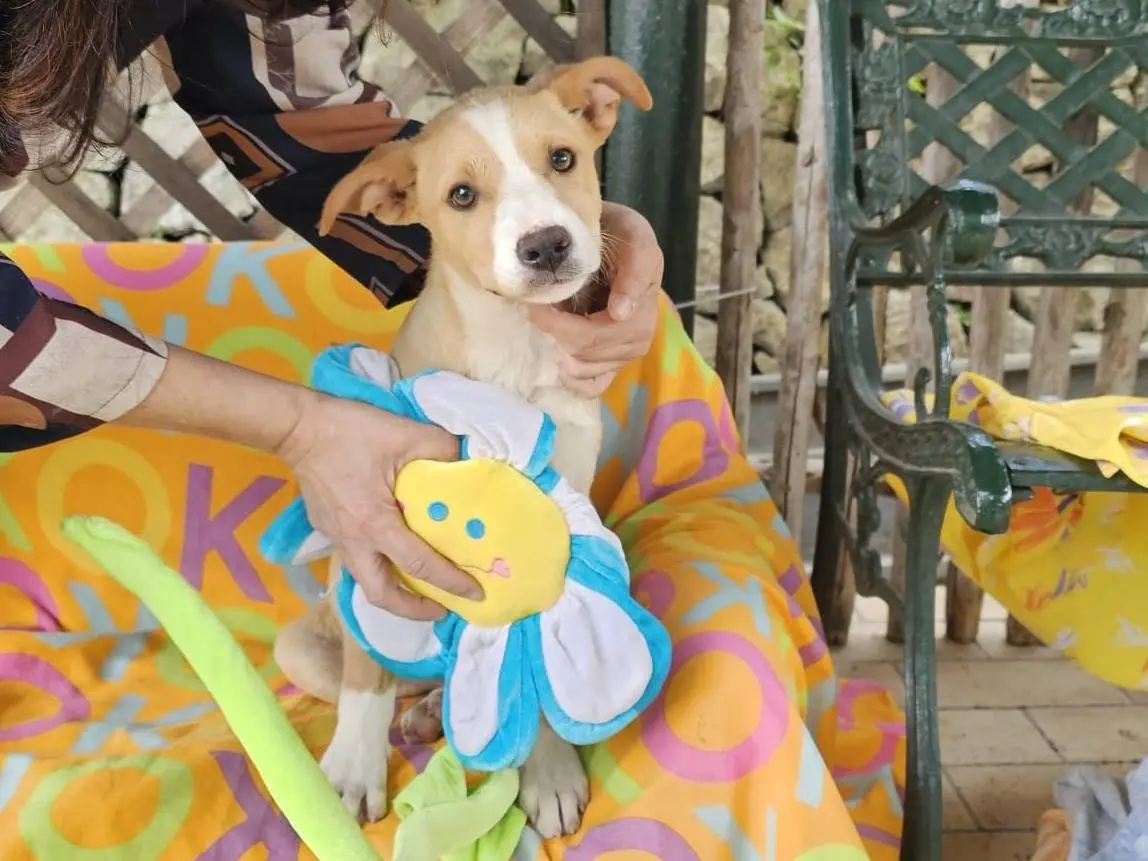 Adotta un cane, femmina, 9 mesi, Siracusa