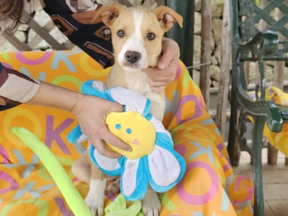 Vuoi adottare un cane a Siracusa?