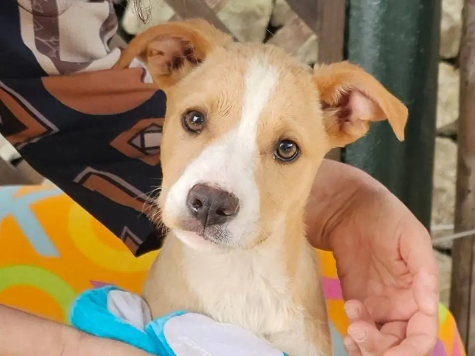 Adozione cane, femmina, Razza sconosciuta Razza sconosciuta, 9 mesi, taglia media, Siracusa
