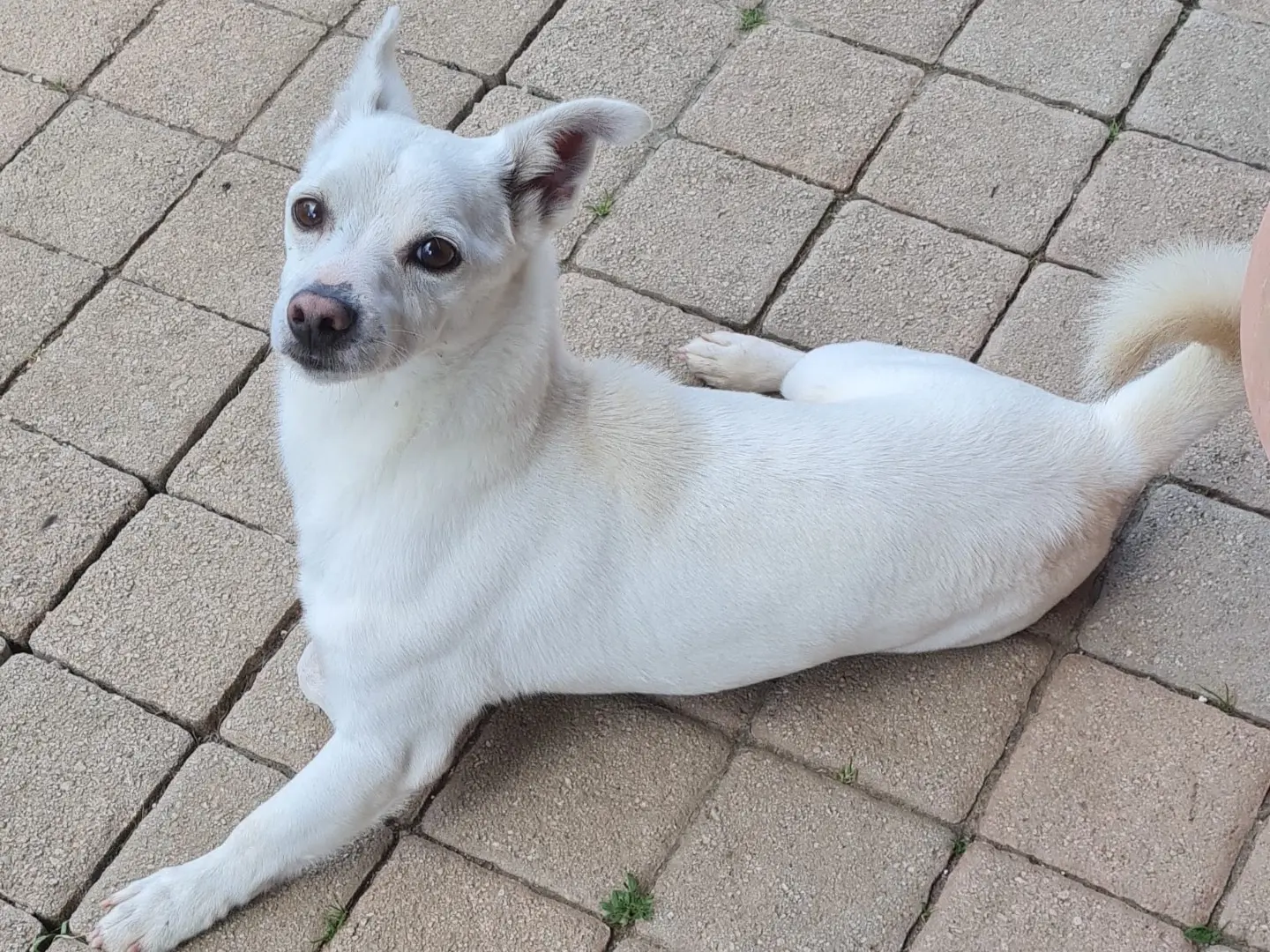 Adozione cane, maschio, Razza sconosciuta Razza sconosciuta, 5 anni e 7 mesi, taglia piccola, Trento