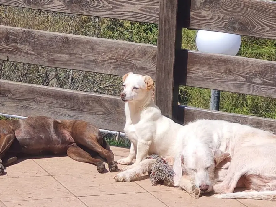 Adotta il cane Demon a Trento