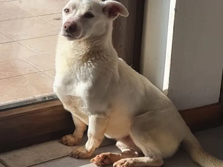 Adotta un cane, taglia piccola, maschio, Trento