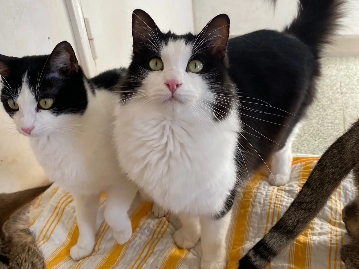 Adotta un gatto, maschio, 5 anni e 4 mesi, Teramo