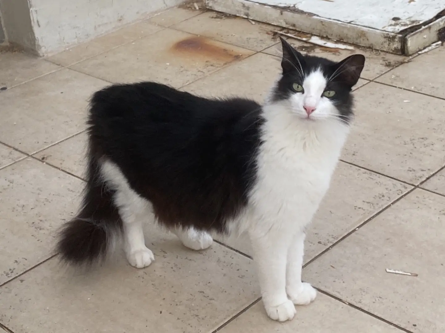 Adotta il gatto Artiglio a Teramo