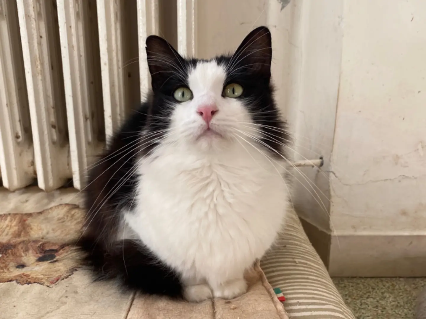 Adozione gatto, maschio, Razza sconosciuta Razza sconosciuta, 5 anni e 4 mesi, taglia non valida, Teramo