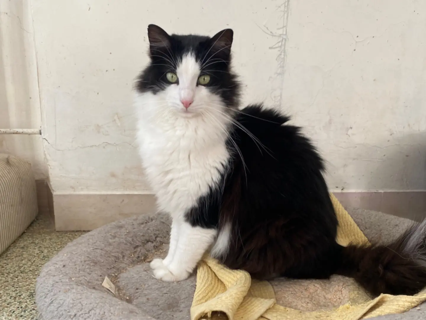 Adotta un gatto, taglia non valida, maschio, Teramo