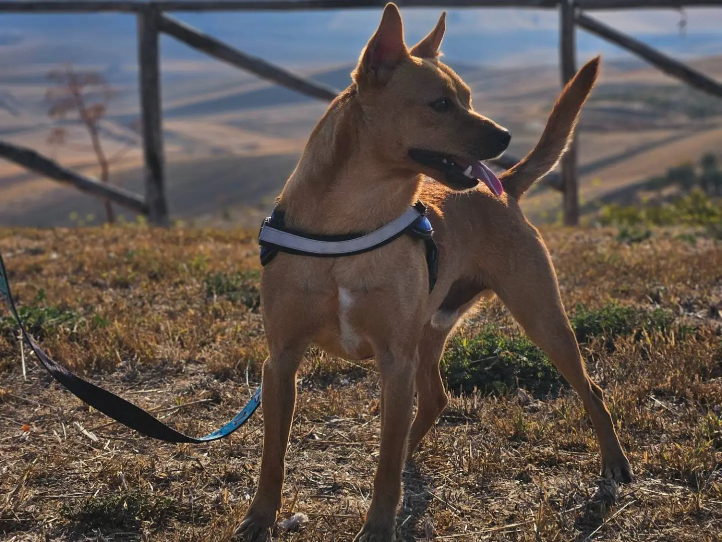 Adotta un cane, maschio, 2 anni e 9 mesi, Bari