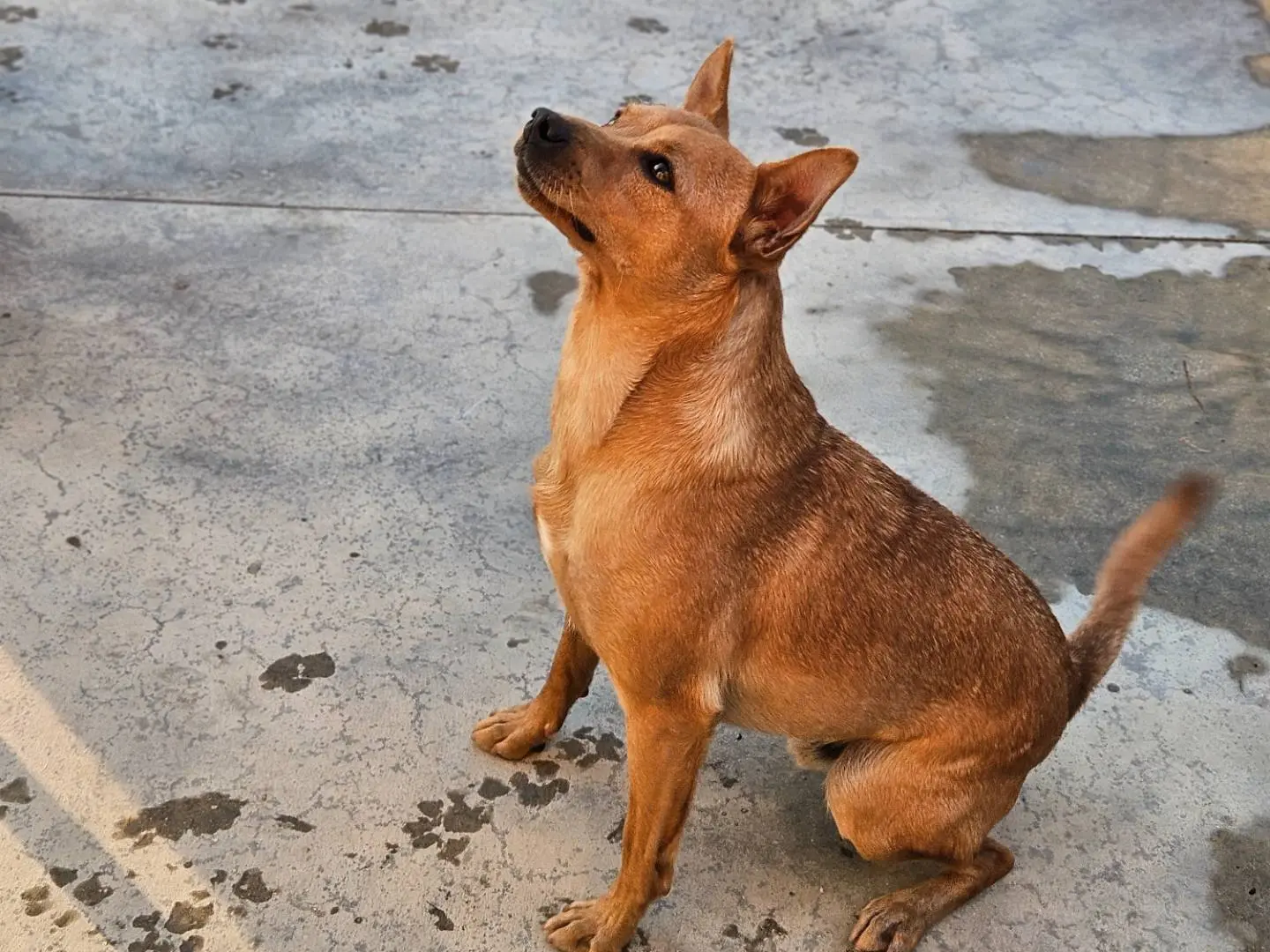 Adozione cane, maschio, Pinscher Razza sconosciuta, 2 anni e 9 mesi, taglia piccola, Bari