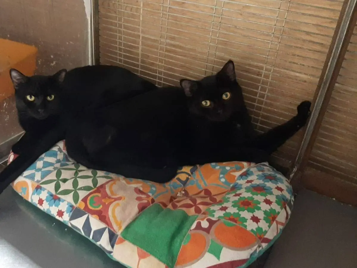 Adotta un gatto, maschio, 3 anni e 6 mesi, Milano