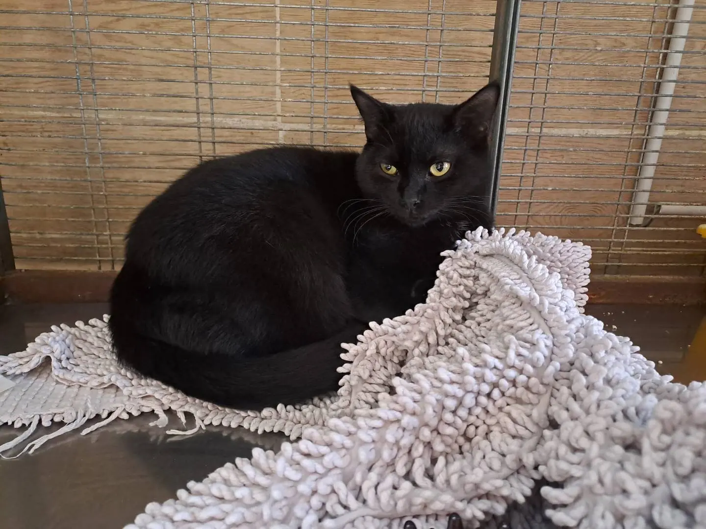 Adozione gatto, maschio, meticcio, 3 anni e 6 mesi, taglia non valida, Milano