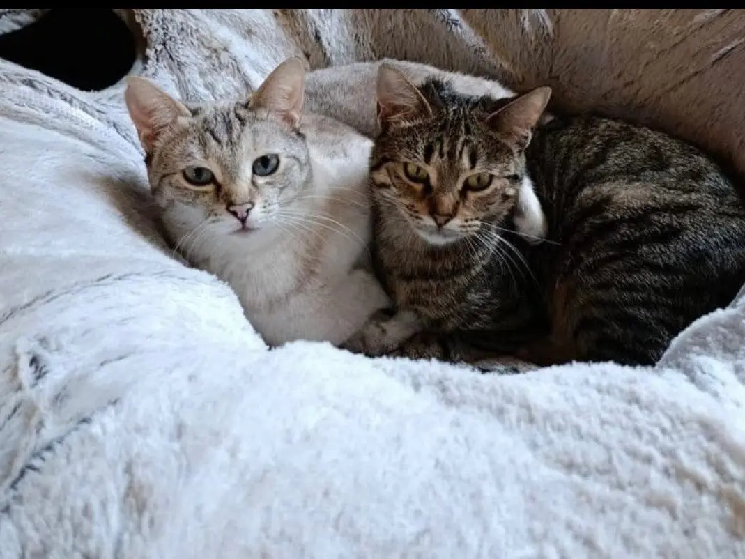 Adotta un cane, taglia piccola, femmina, Milano