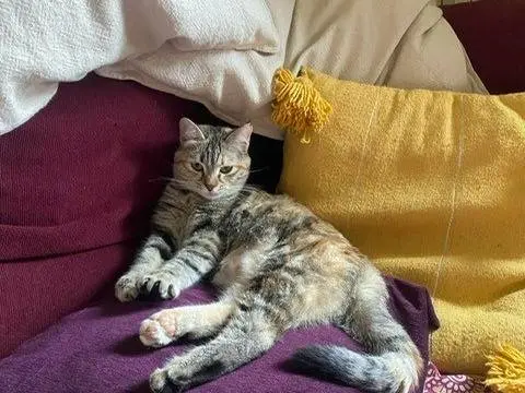 Vuoi adottare un gatto a Perugia?