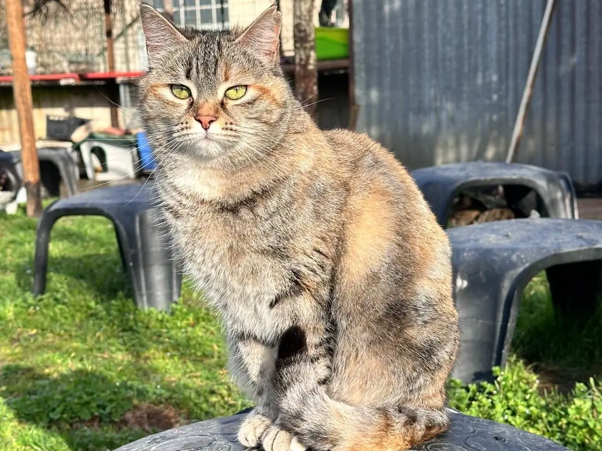 Adozione gatto, femmina, Razza sconosciuta Razza sconosciuta, 2 anni, taglia non valida, Perugia