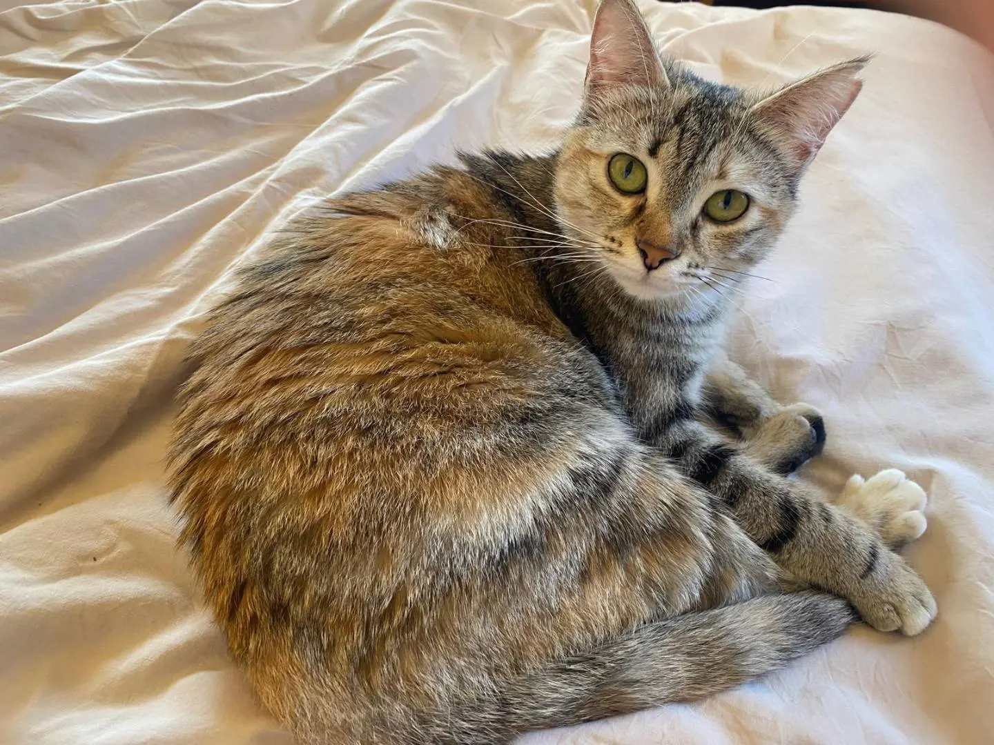 Adotta il gatto Flavia a Perugia