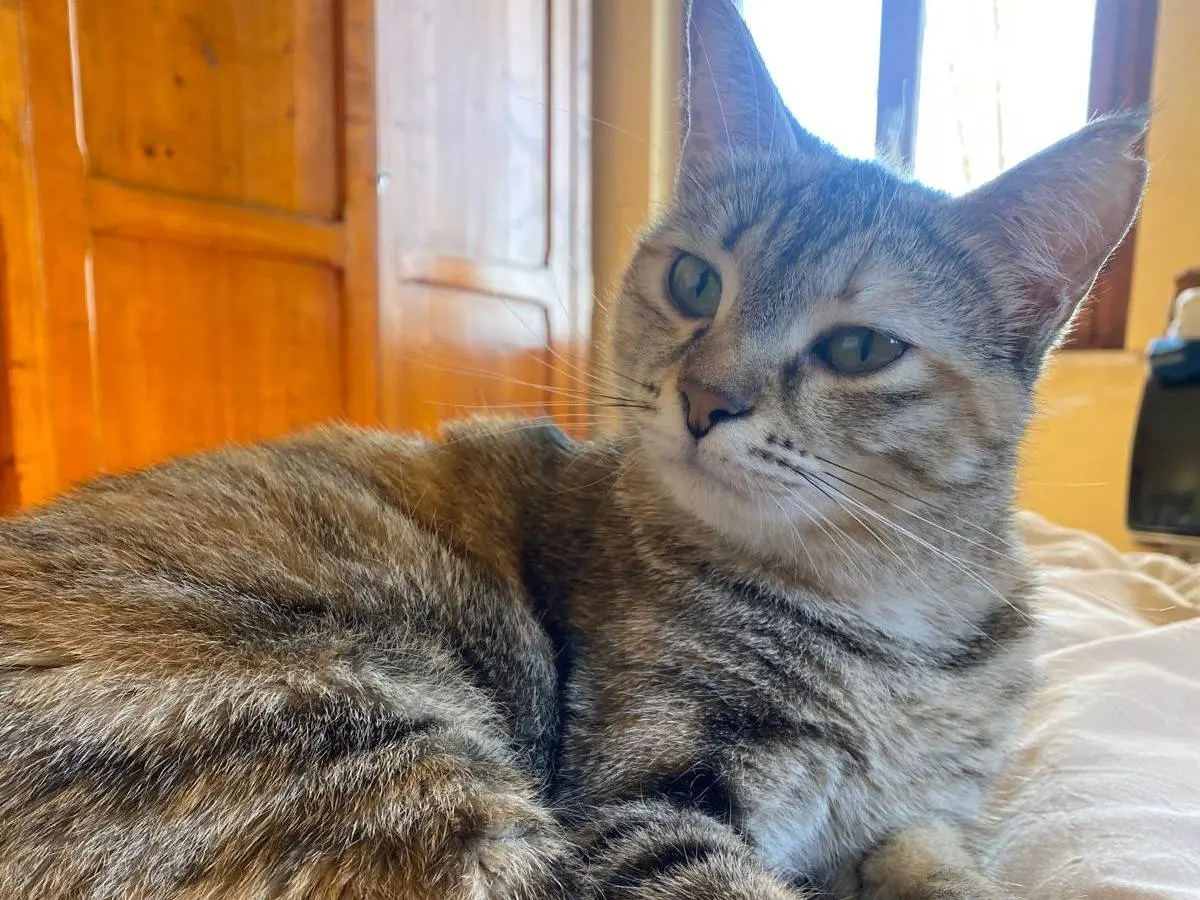 Adotta un gatto, femmina, 2 anni, Perugia