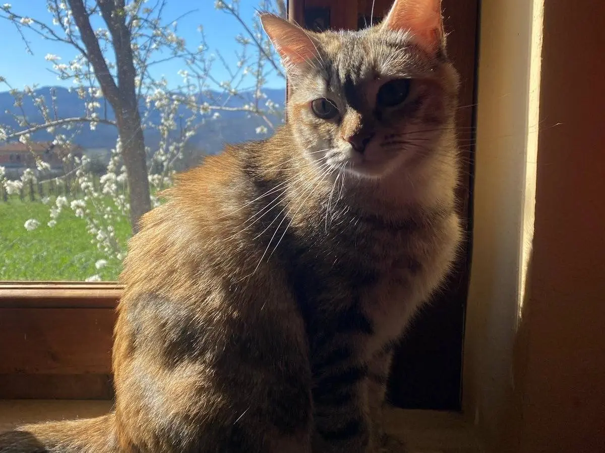 Adotta un gatto, taglia non valida, femmina, Perugia