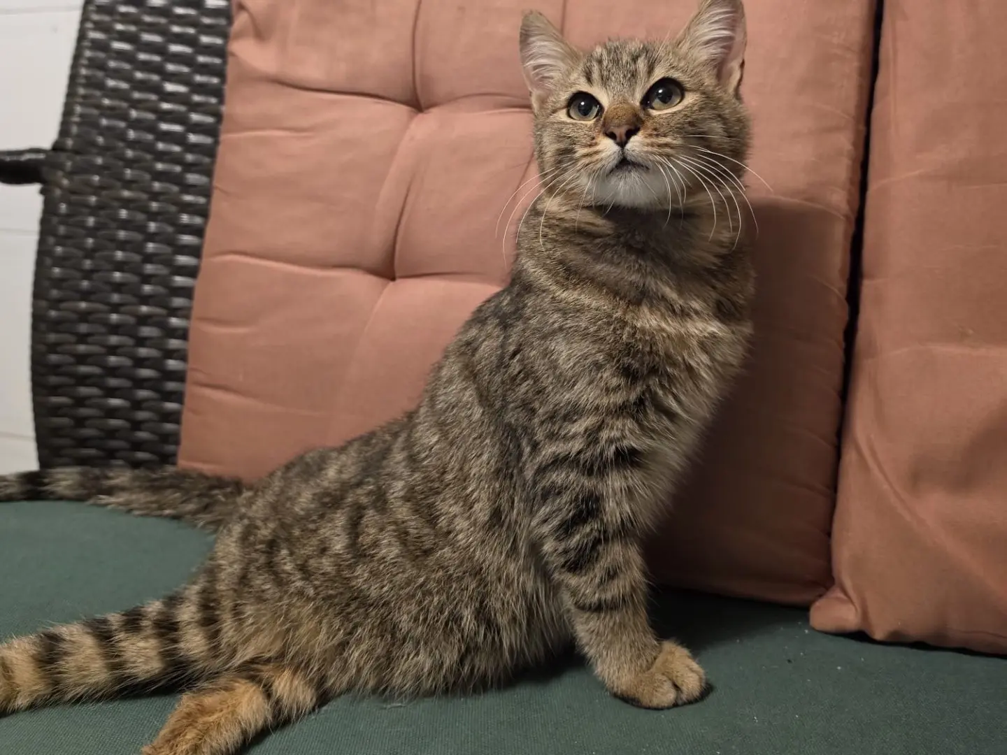 Adotta il gatto Orazio a Salerno