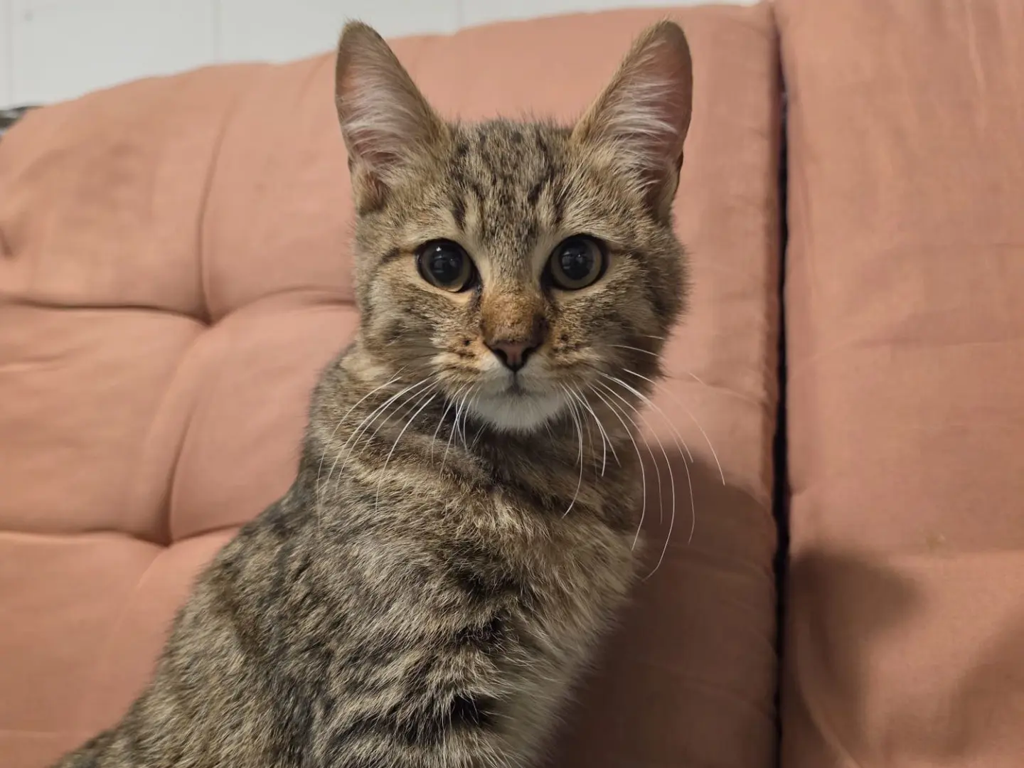 Adozione gatto, maschio, Razza sconosciuta Razza sconosciuta, 5 mesi, taglia non valida, Salerno