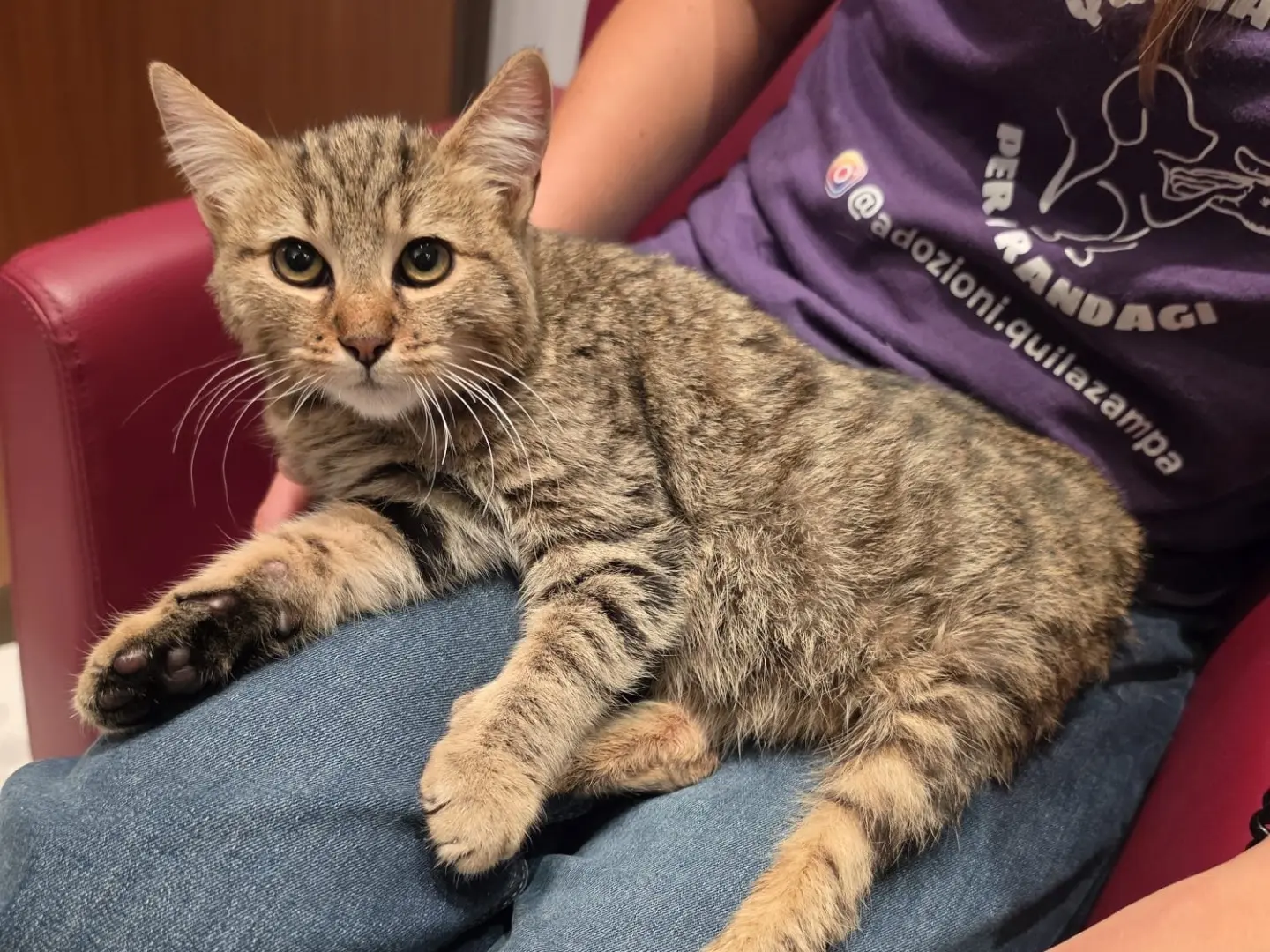 Adotta un gatto, taglia non valida, maschio, Salerno