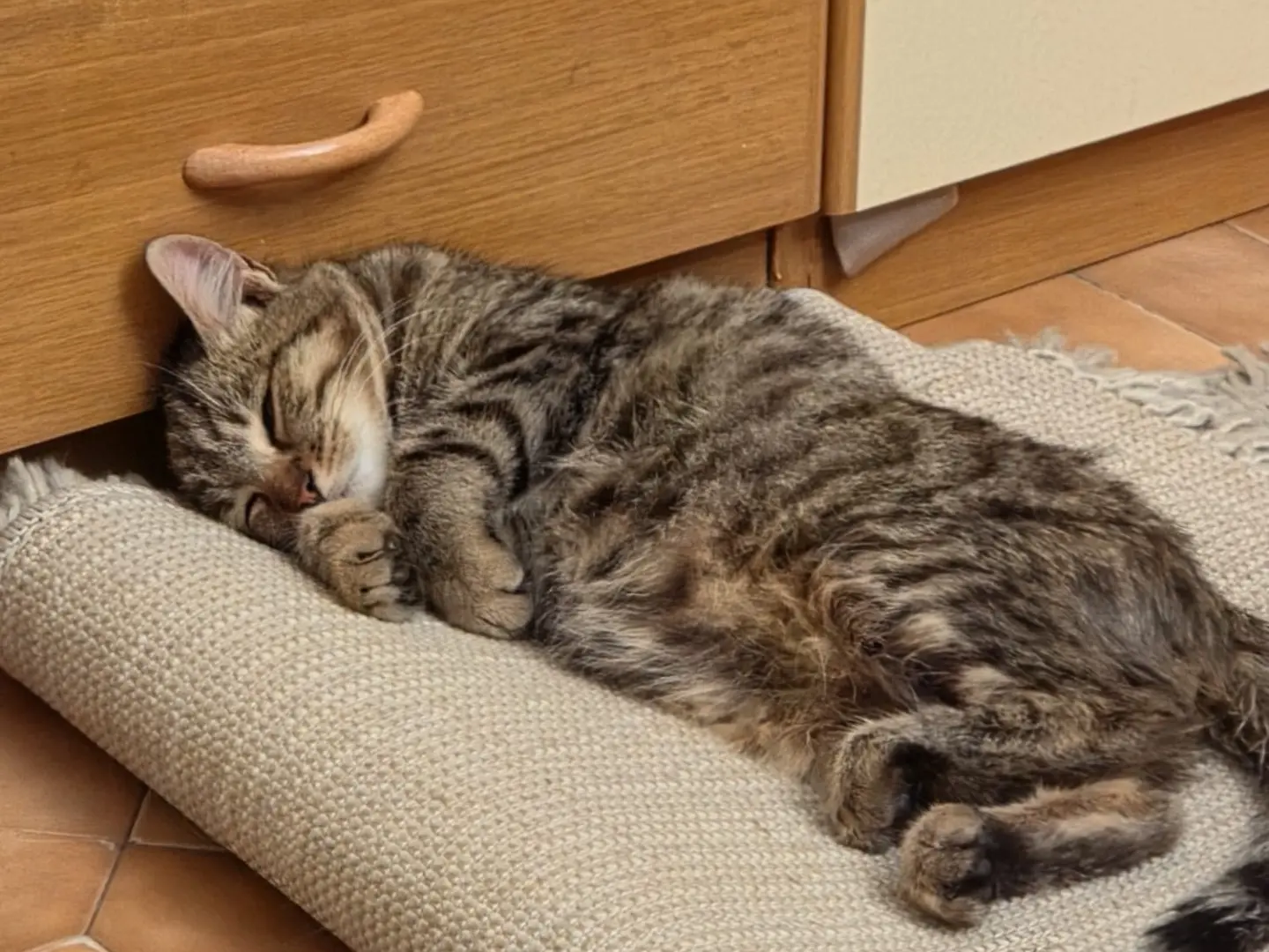 Vuoi adottare un gatto a Salerno?