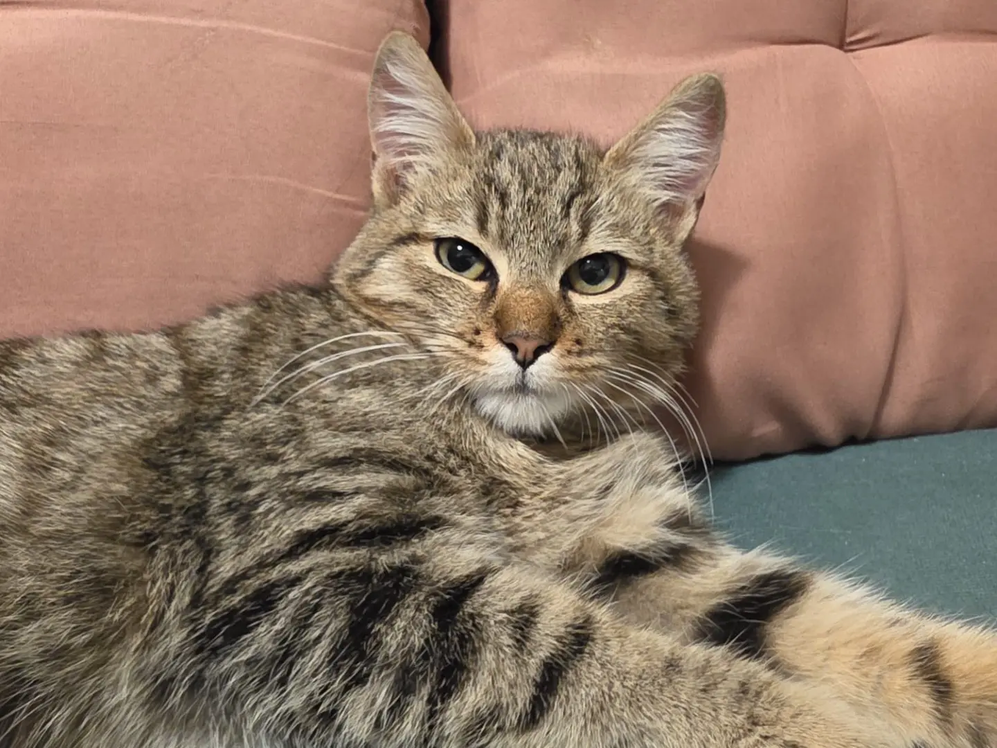 Adotta un gatto, maschio, 5 mesi, Salerno