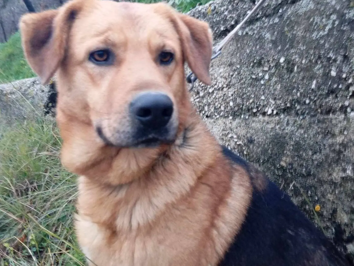 Adotta un cane, maschio, 3 anni e 8 mesi, Salerno