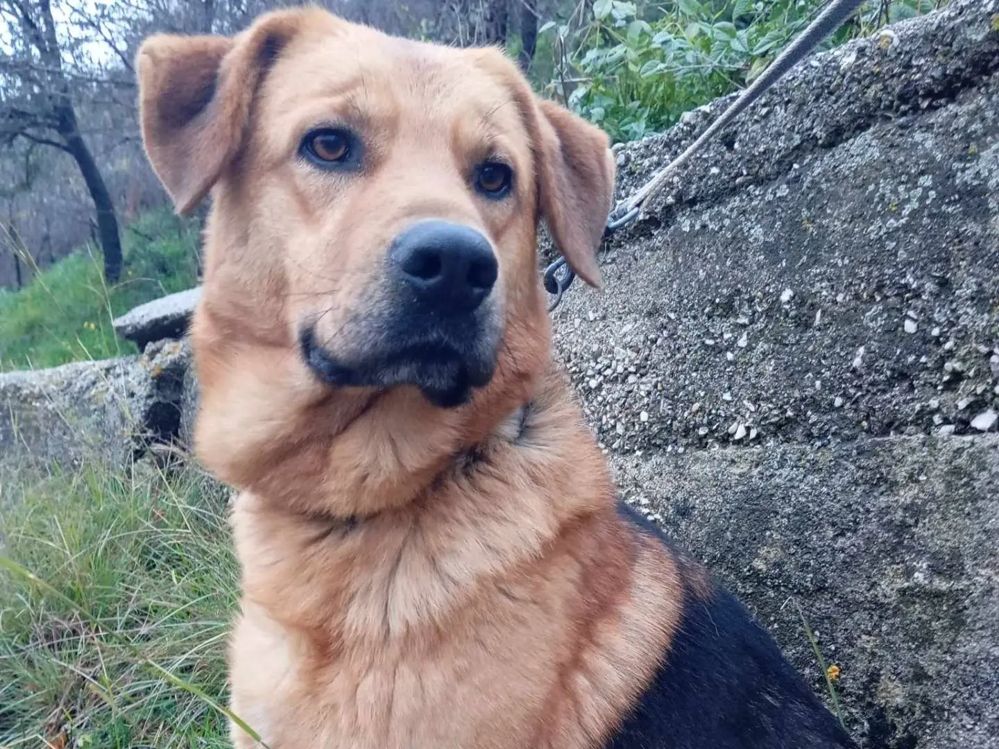 Adozione cane, maschio, Pastore tedesco Razza sconosciuta, 3 anni e 8 mesi, taglia media, Salerno