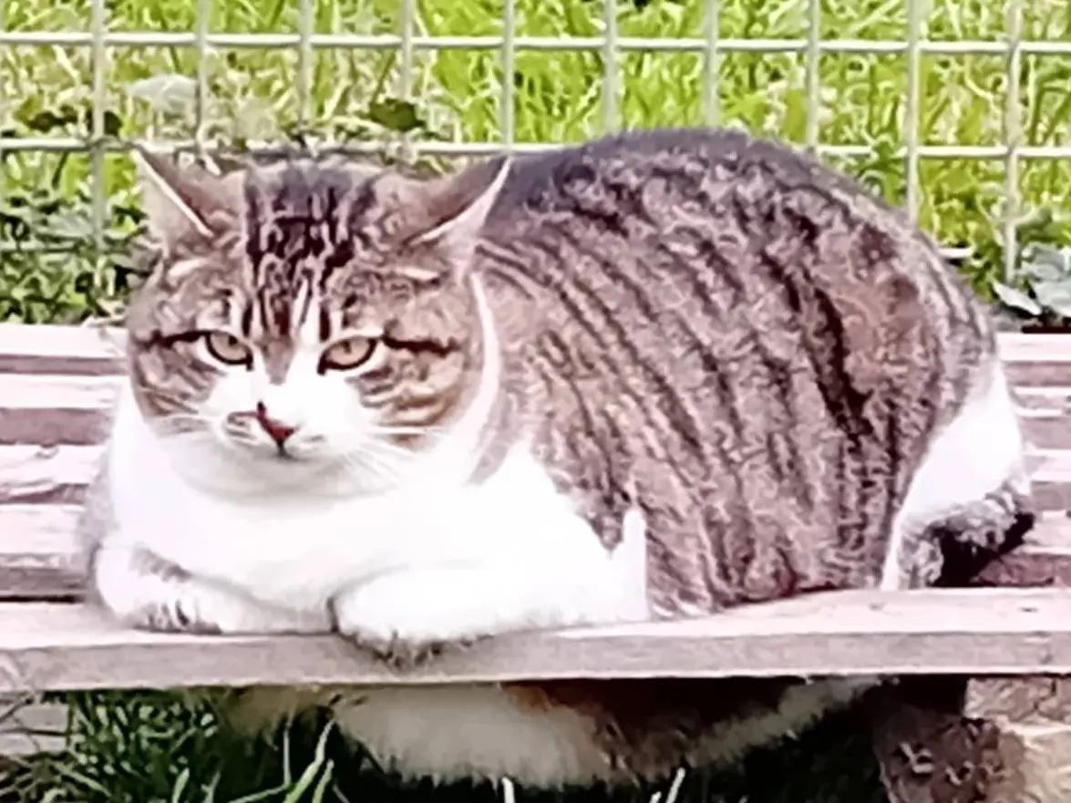 Adozione gatto, femmina, Razza sconosciuta Razza sconosciuta, 6 anni, taglia non valida, Parma