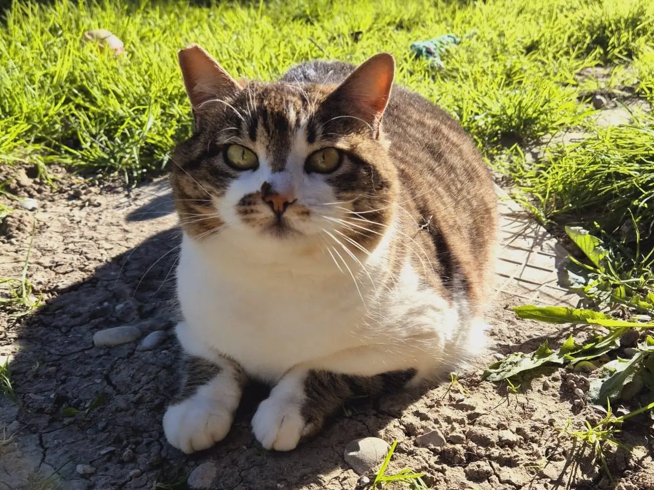 Vuoi adottare un gatto a Parma?