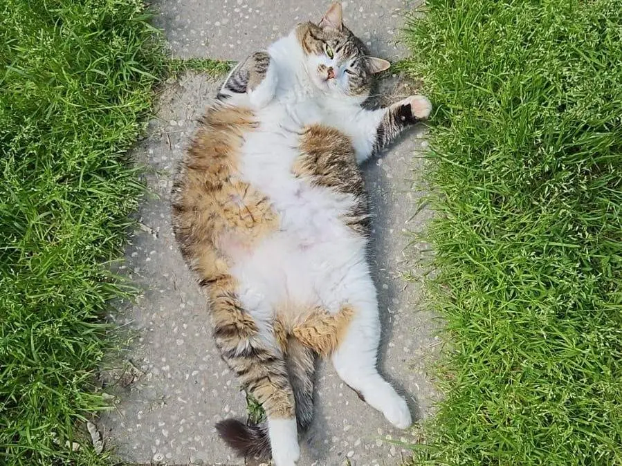 Adotta un gatto, taglia non valida, femmina, Parma