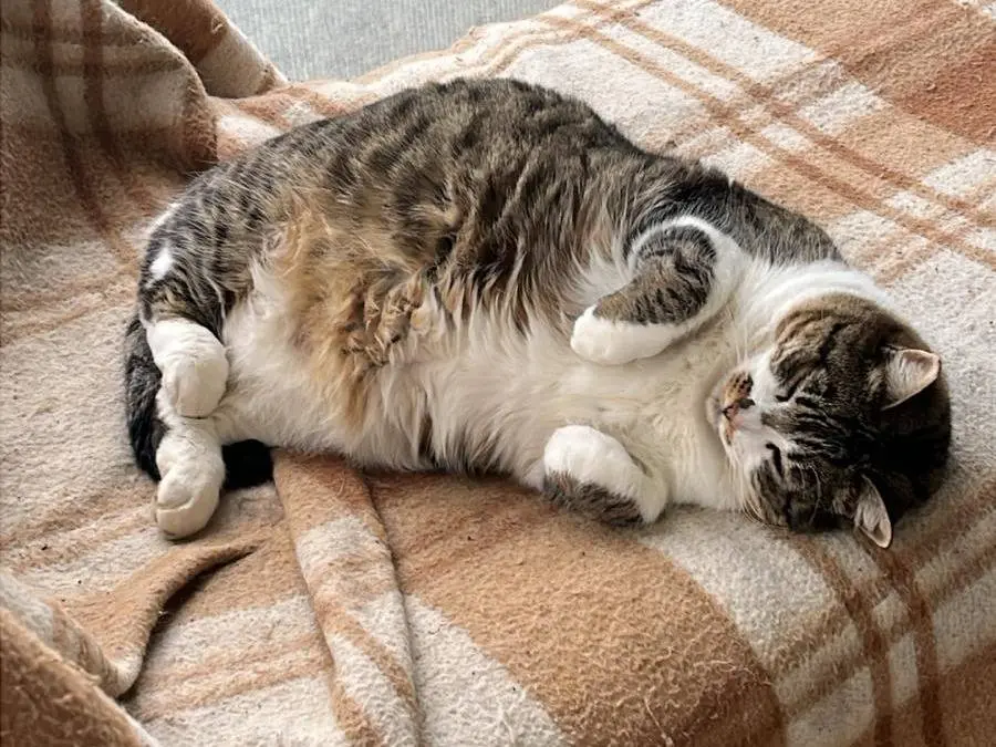 Adotta un gatto, femmina, 6 anni, Parma