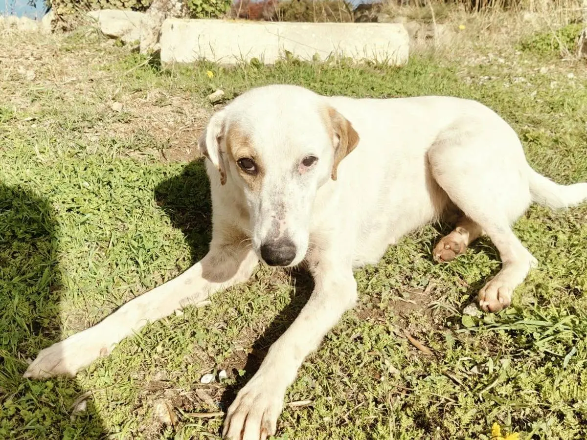 Adotta il cane DINA a Vibo