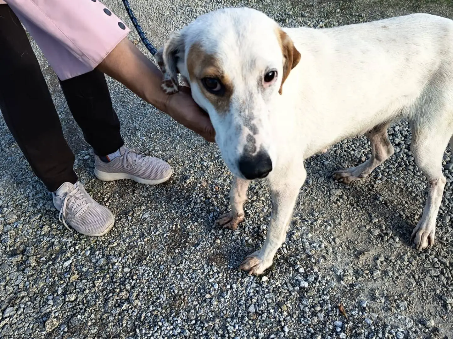 Vuoi adottare un cane a Vibo?