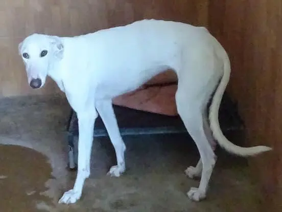 Adozione cane, femmina, Levriero Spagnolo (Galgo), 4 anni e 5 mesi, taglia media, Milano