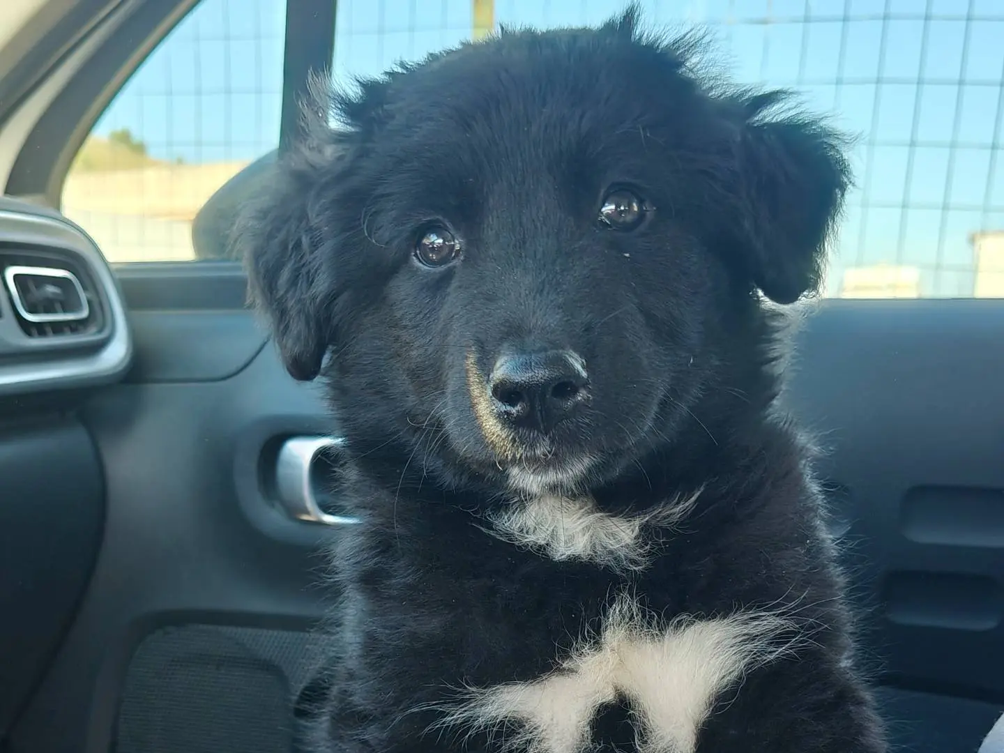 Adotta un cane, femmina, 2 mesi, Trapani