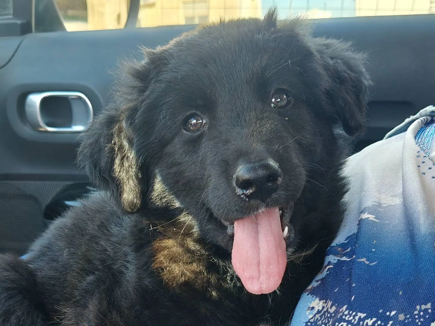 Vuoi adottare un cane a Trapani?