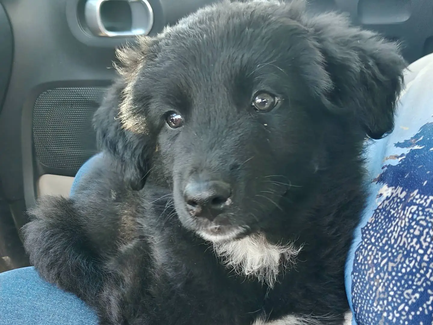 Adotta un cane, taglia media, femmina, Trapani