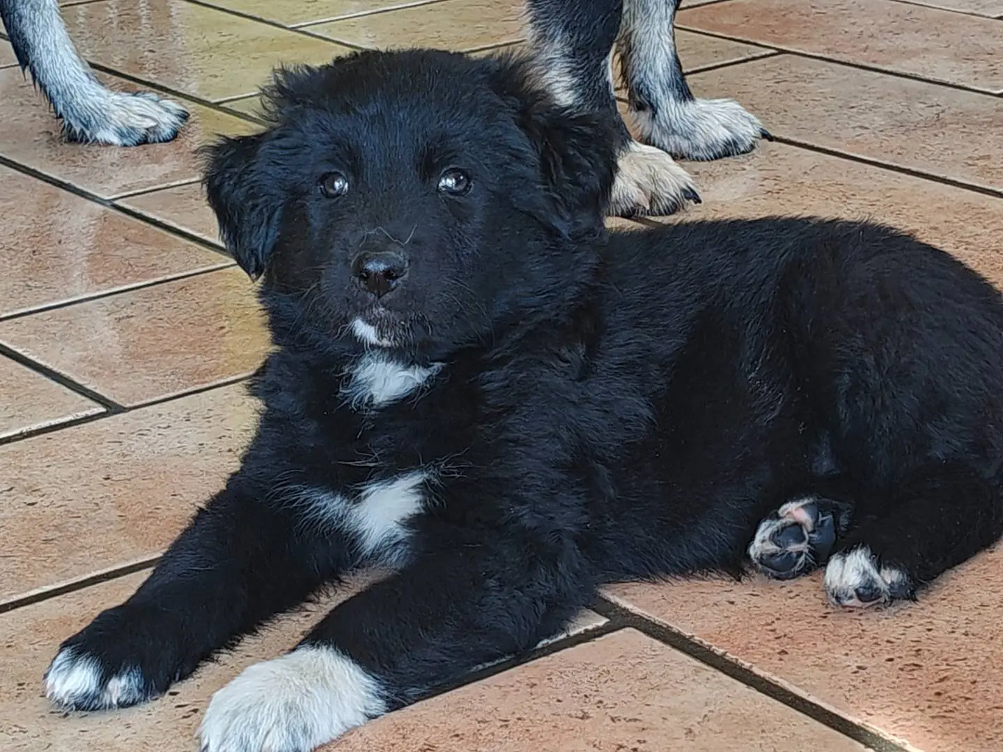Adozione cane, femmina, Razza sconosciuta Razza sconosciuta, 2 mesi, taglia media, Trapani