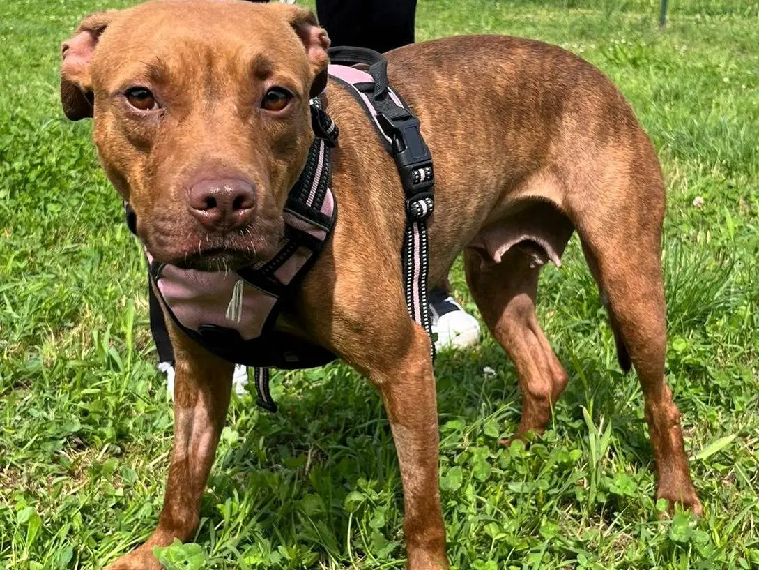 Adozione cane, femmina, Razza sconosciuta Razza sconosciuta, 1 anno e 11 mesi, taglia media, Milano