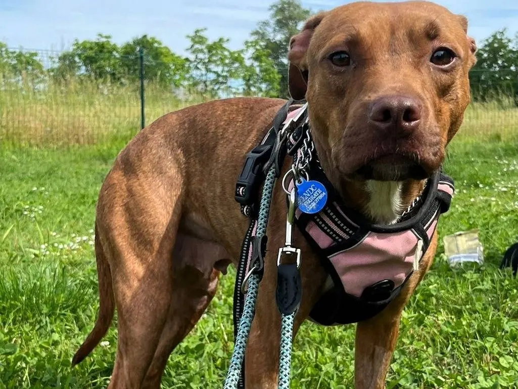 Vuoi adottare un cane a Milano?