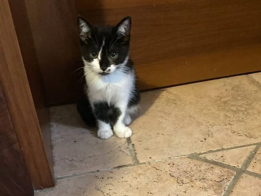 Adozione gatto, femmina, Razza sconosciuta Razza sconosciuta, 2 mesi, taglia non valida, Firenze