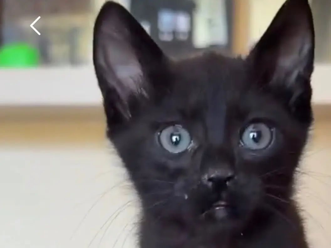 Adozione gatto, maschio, Razza sconosciuta Razza sconosciuta, 2 mesi, taglia non valida, Roma