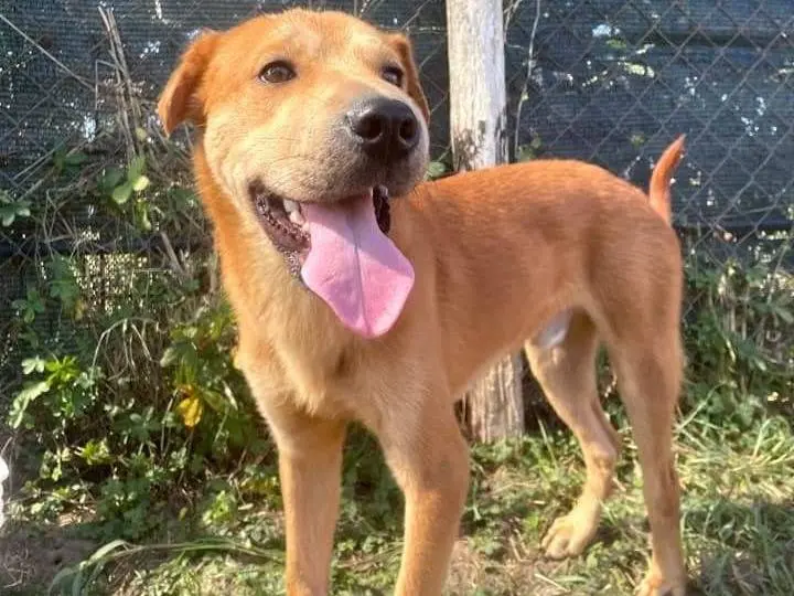 Adotta un cane, taglia media contenuta, maschio, Latina