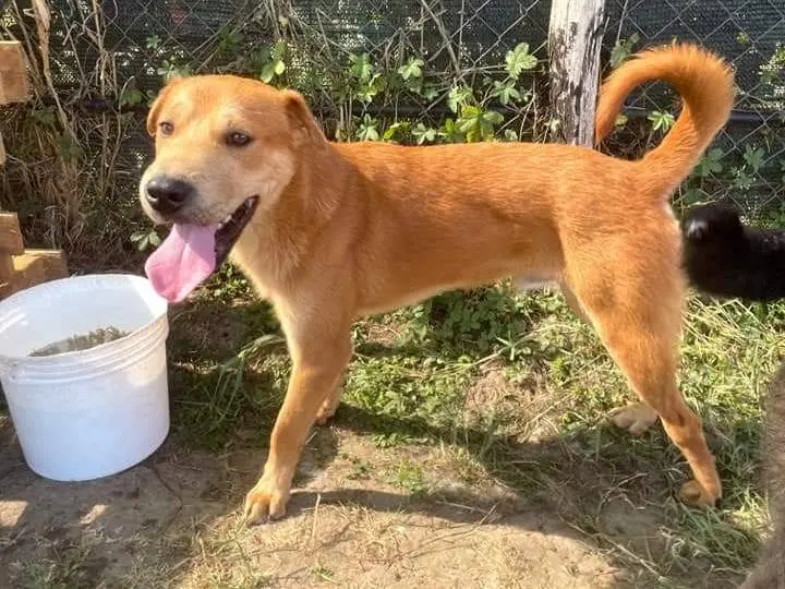 Vuoi adottare un cane a Latina?