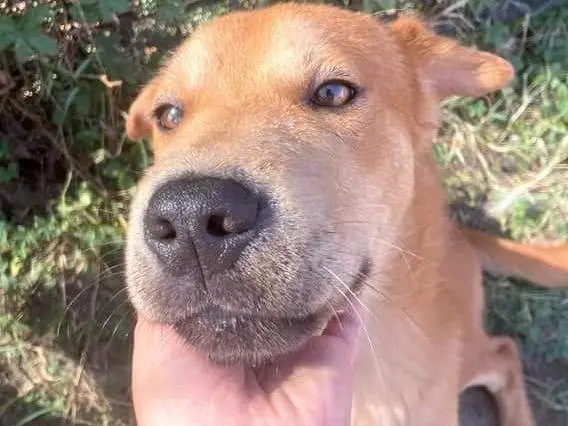 Adozione cane, maschio, Shar Pei Razza sconosciuta, 2 anni e 11 mesi, taglia media contenuta, Latina