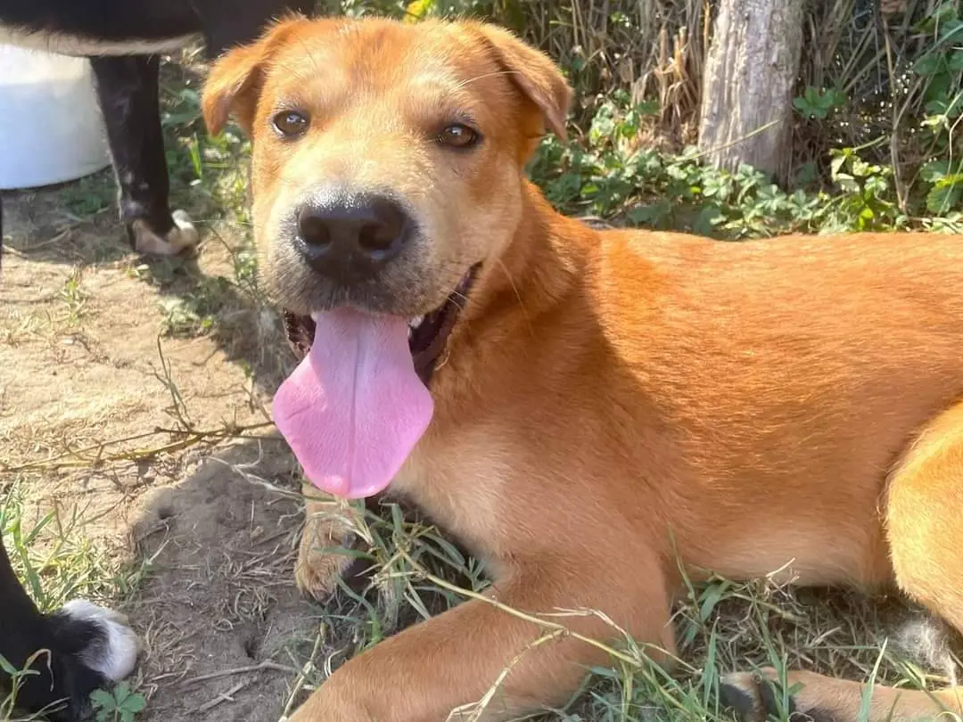 Adotta un cane, maschio, 2 anni e 11 mesi, Latina