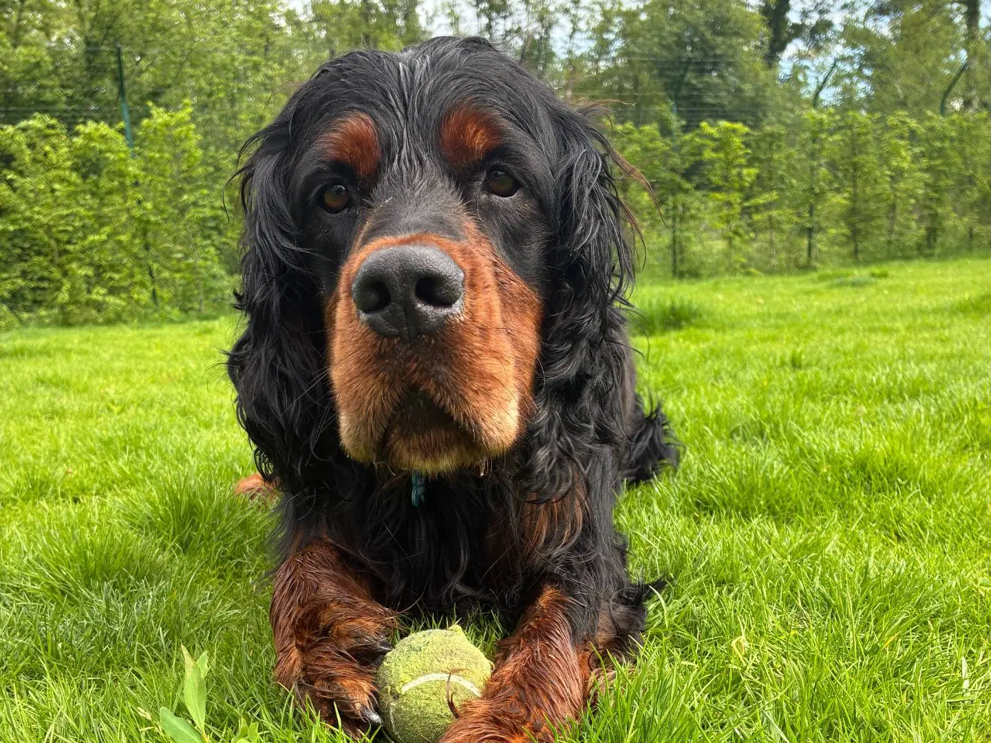 Adozione cane, maschio, Razza sconosciuta Razza sconosciuta, 7 anni e 6 mesi, taglia grande, Milano