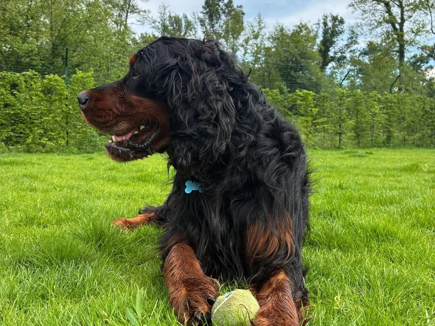 Adotta un cane, maschio, 7 anni e 6 mesi, Milano