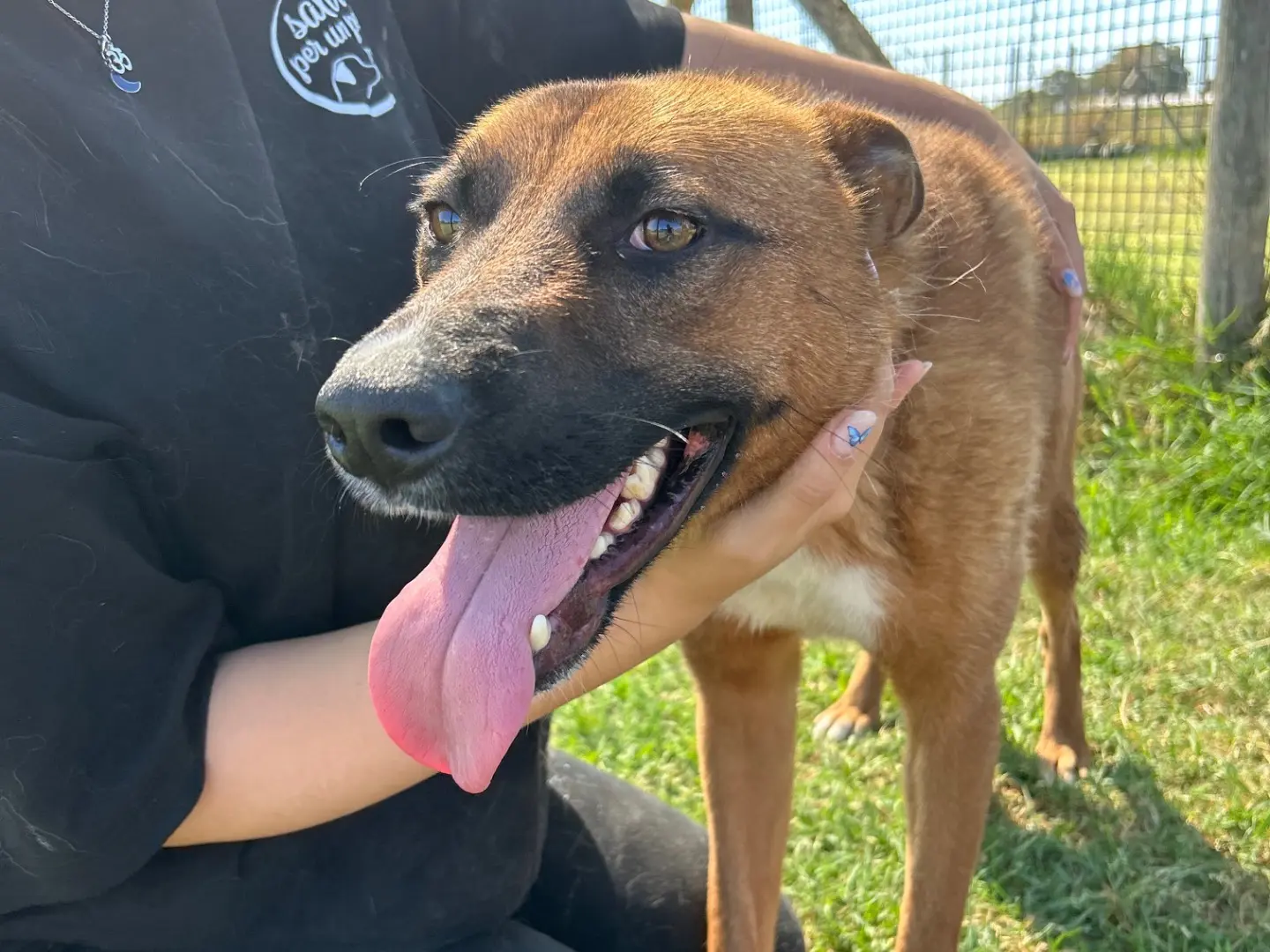 Adotta il cane Vince a Latina